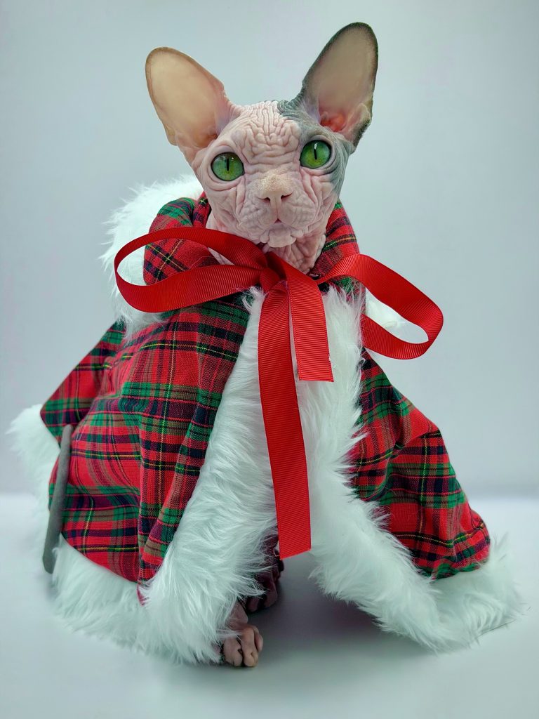 Duke, a Wrinklebottom Sphynx