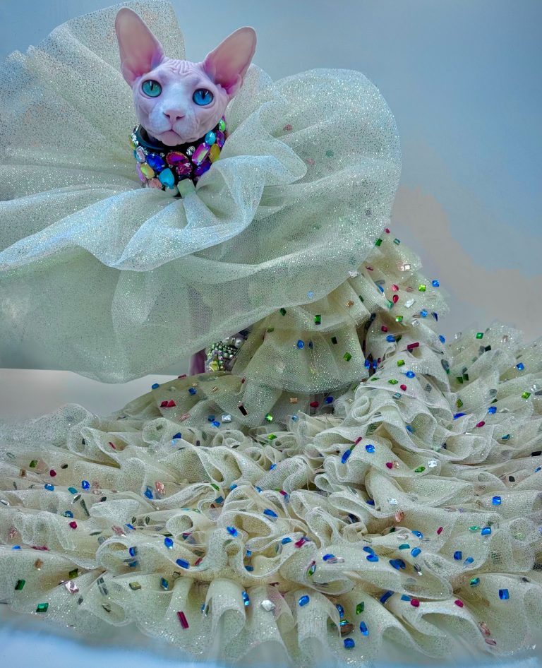 Daisy, a Wrinklebottom Sphynx