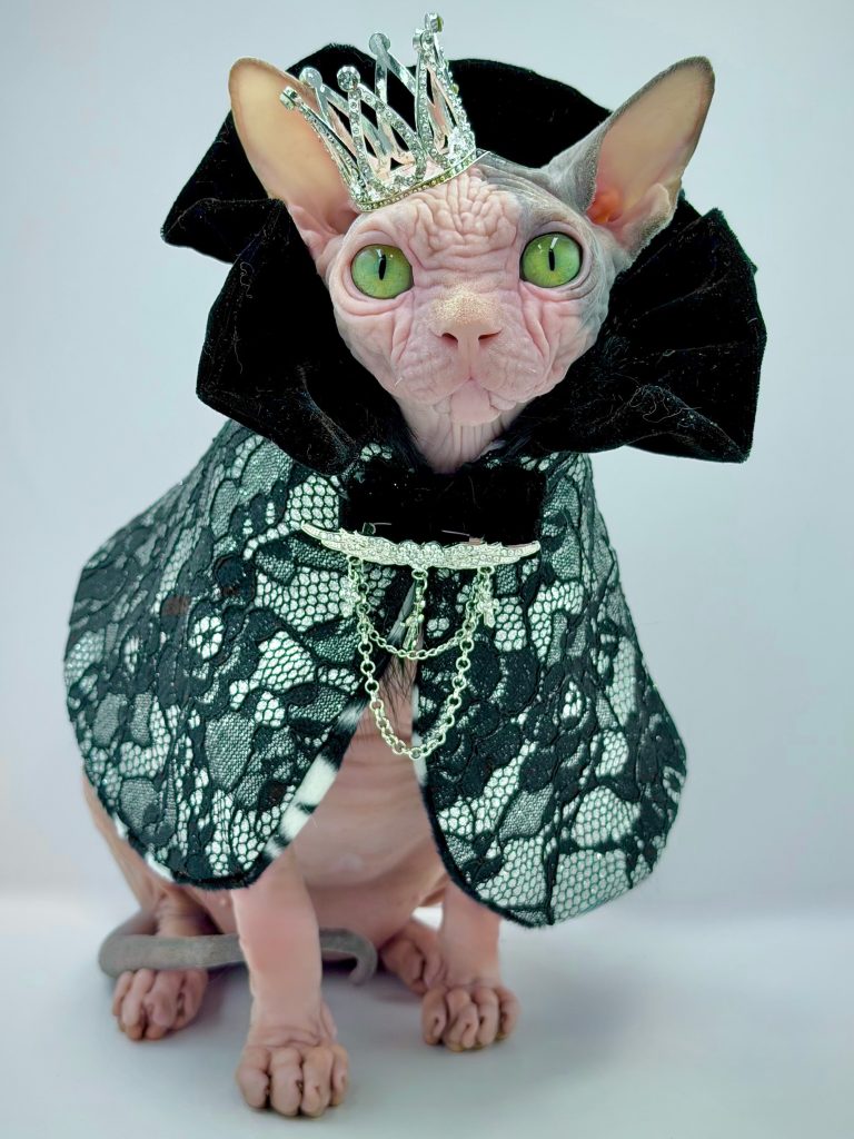 Duke, a Wrinklebottom Sphynx