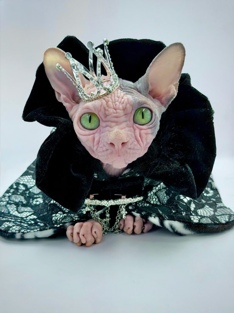 Duke, a Wrinklebottom Sphynx