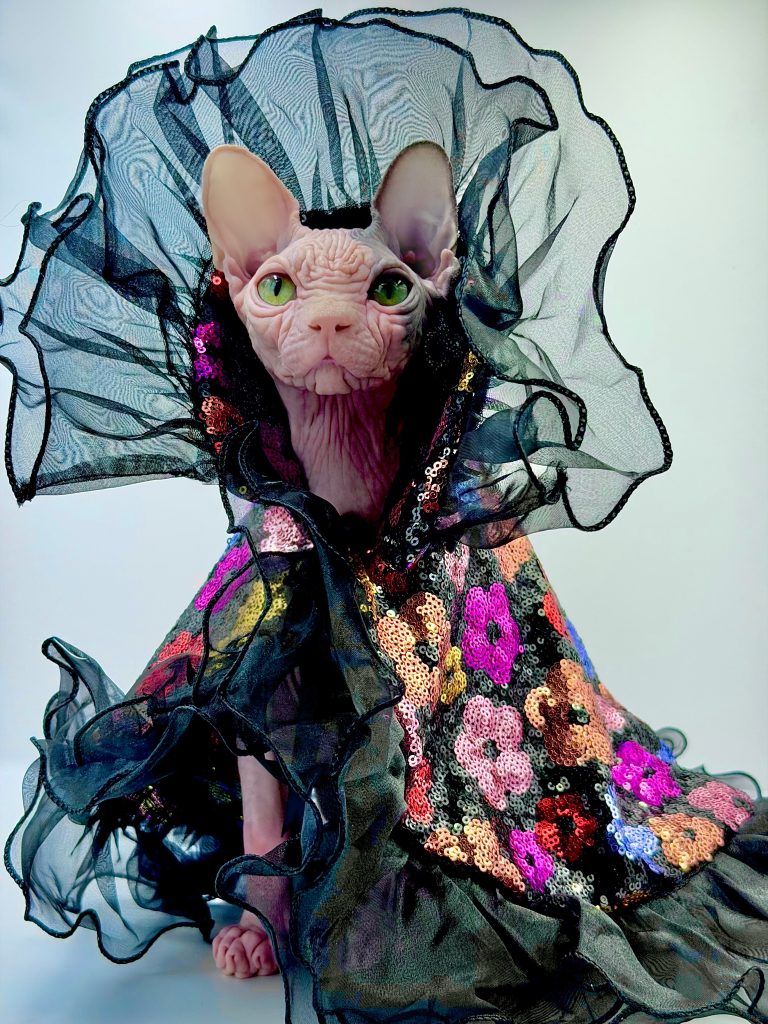 Duke, a Wrinklebottom Sphynx