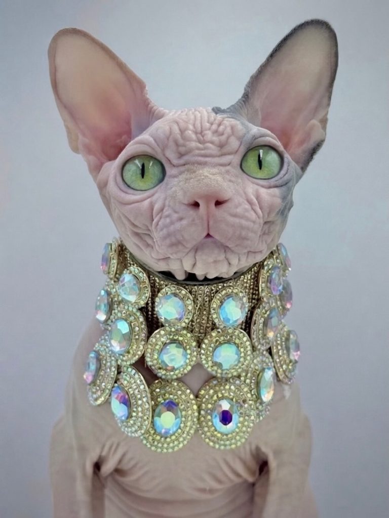 Duke, a Wrinklebottom Sphynx