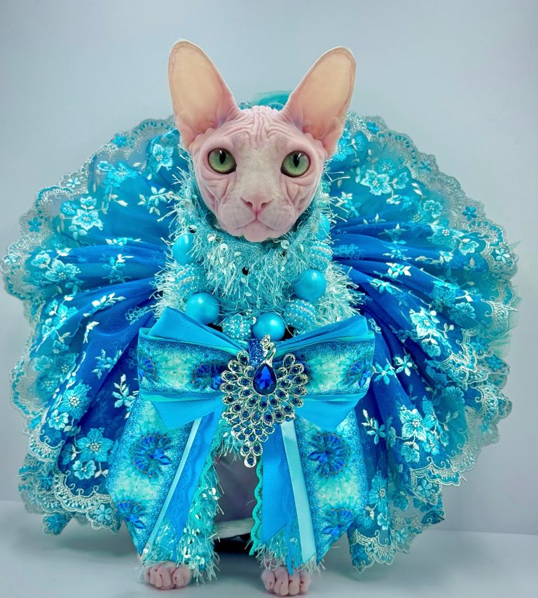 Bubbles, a Wrinklebottom Sphynx