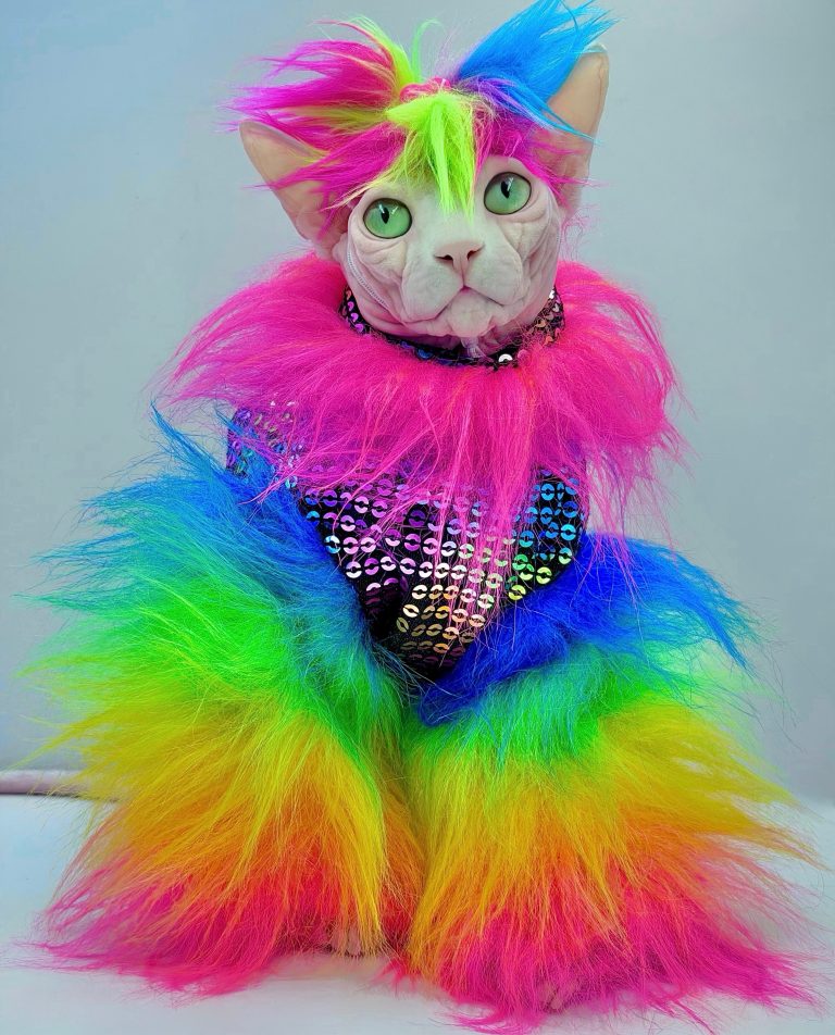 Bubbles, a Wrinklebottom Sphynx