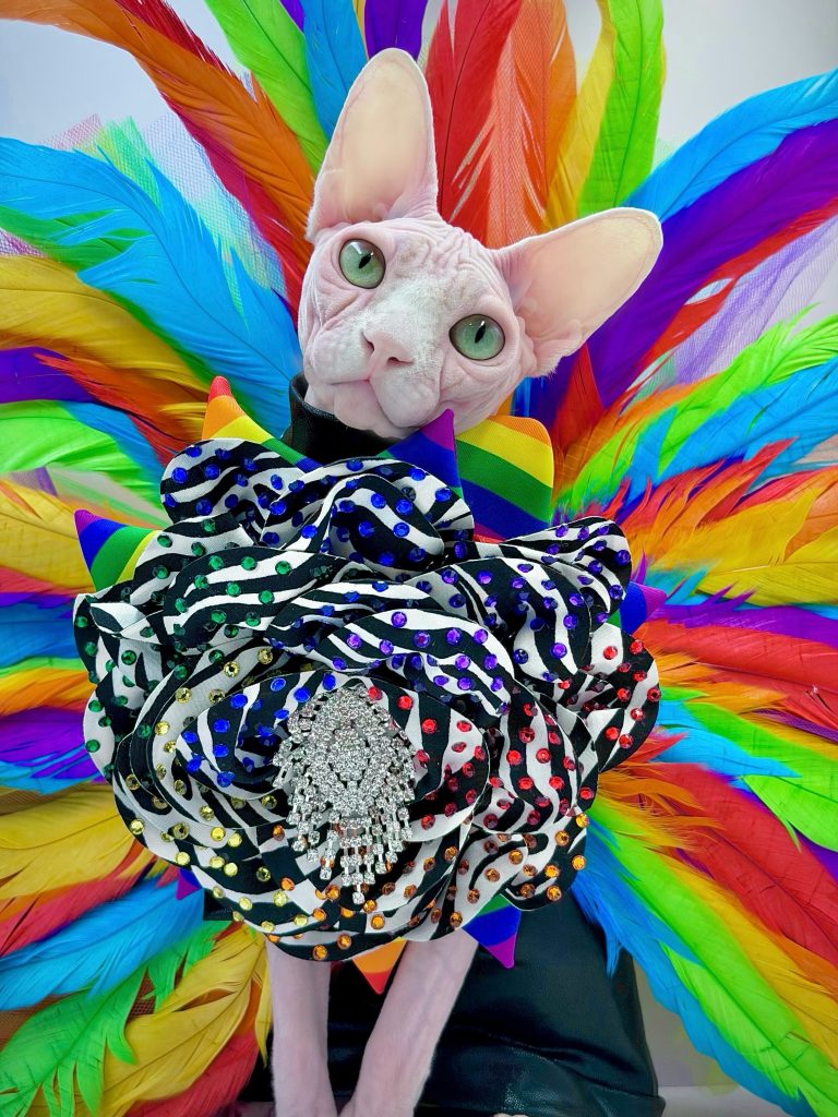 Bubbles, a Wrinklebottom Sphynx