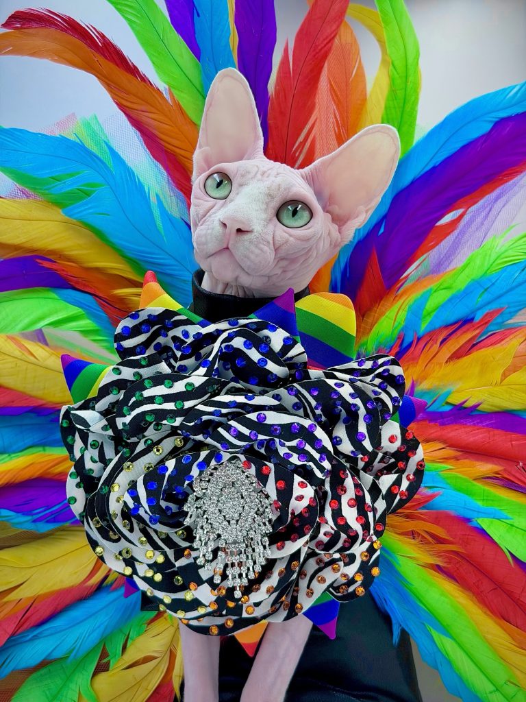 Bubbles, a Wrinklebottom Sphynx