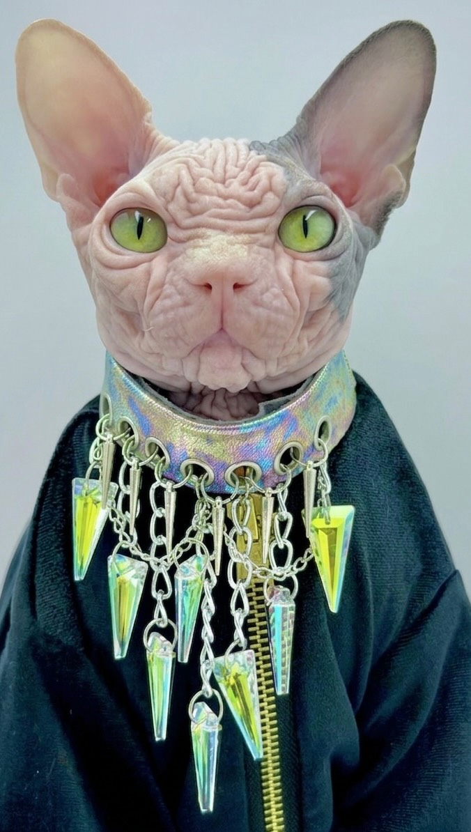 Duke, a Wrinklebottom Sphynx
