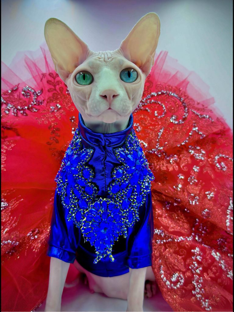Daisy, a Wrinklebottom Sphynx