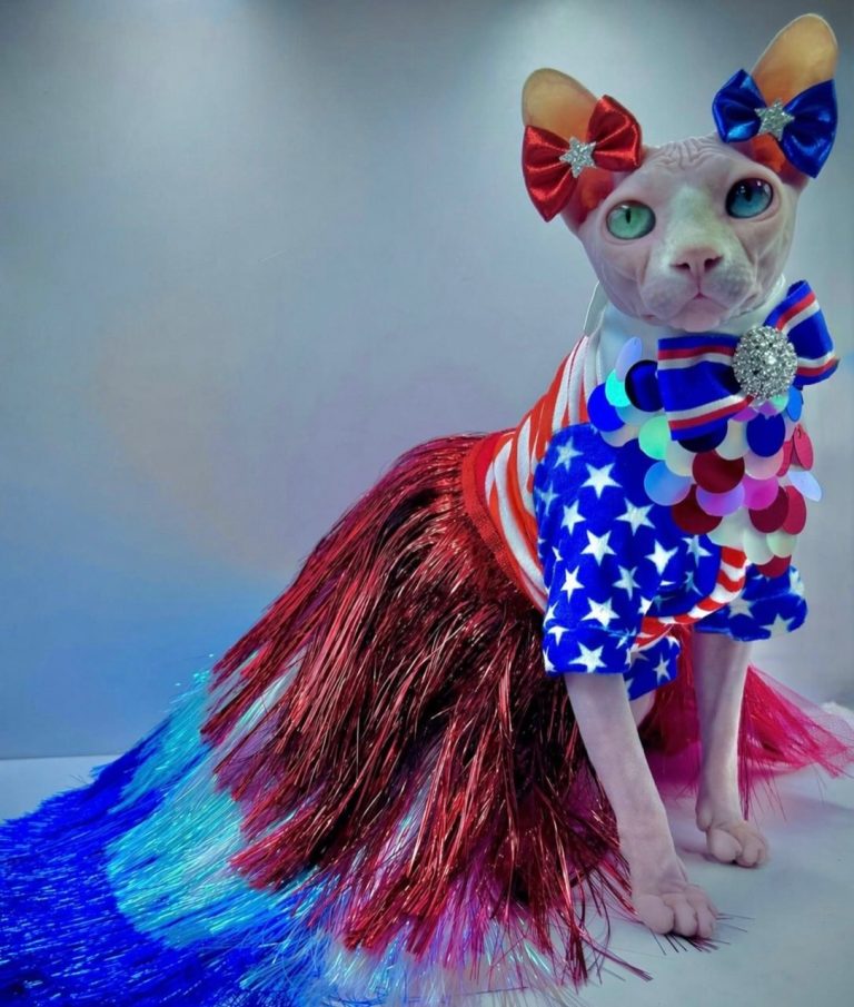 Daisy, a Wrinklebottom Sphynx