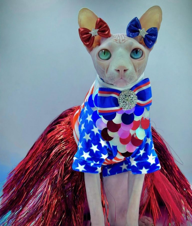 Daisy, a Wrinklebottom Sphynx
