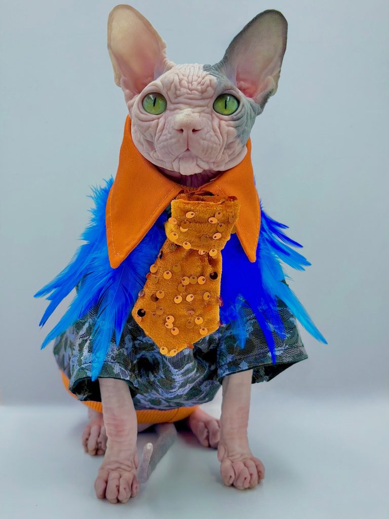 Duke, a Wrinklebottom Sphynx