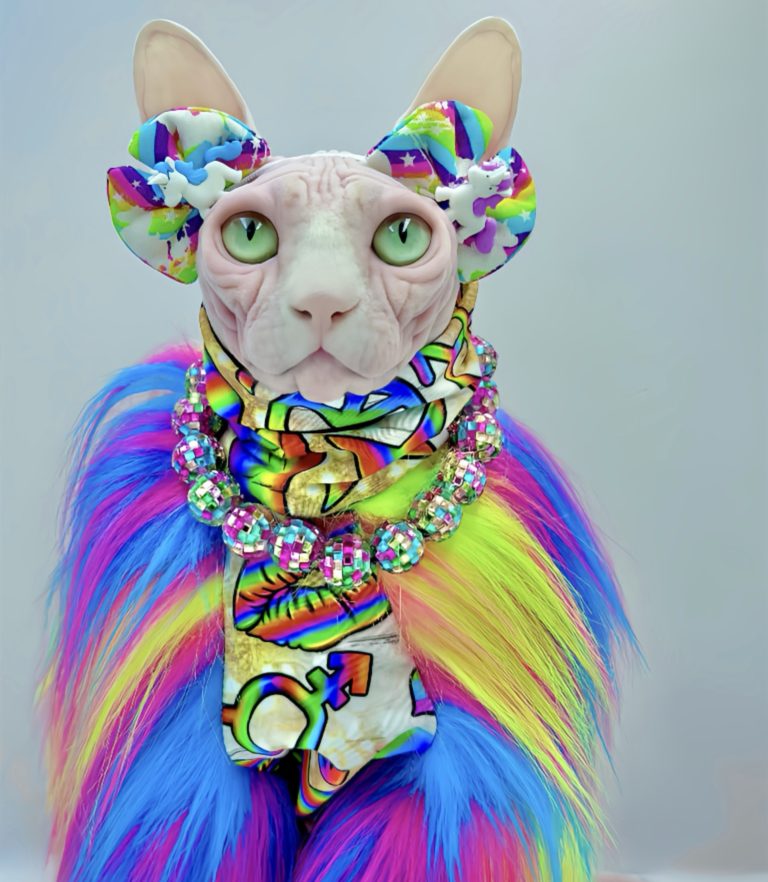 Bubbles, a Wrinklebottom Sphynx