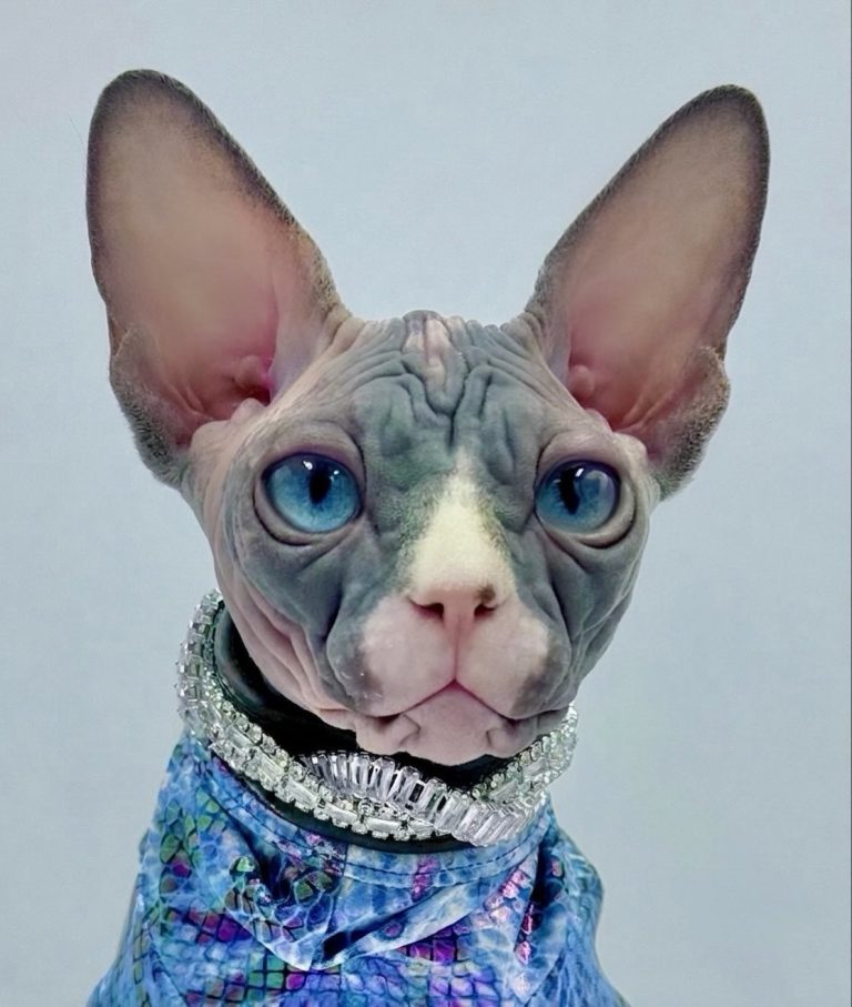 Diamond, a Wrinklebottom Sphynx