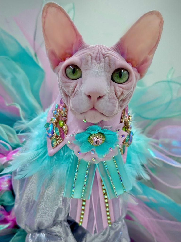 Bubbles, a Wrinklebottom Sphynx