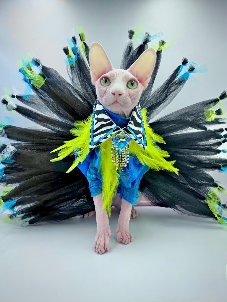 Bubbles, a Wrinklebottom Sphynx