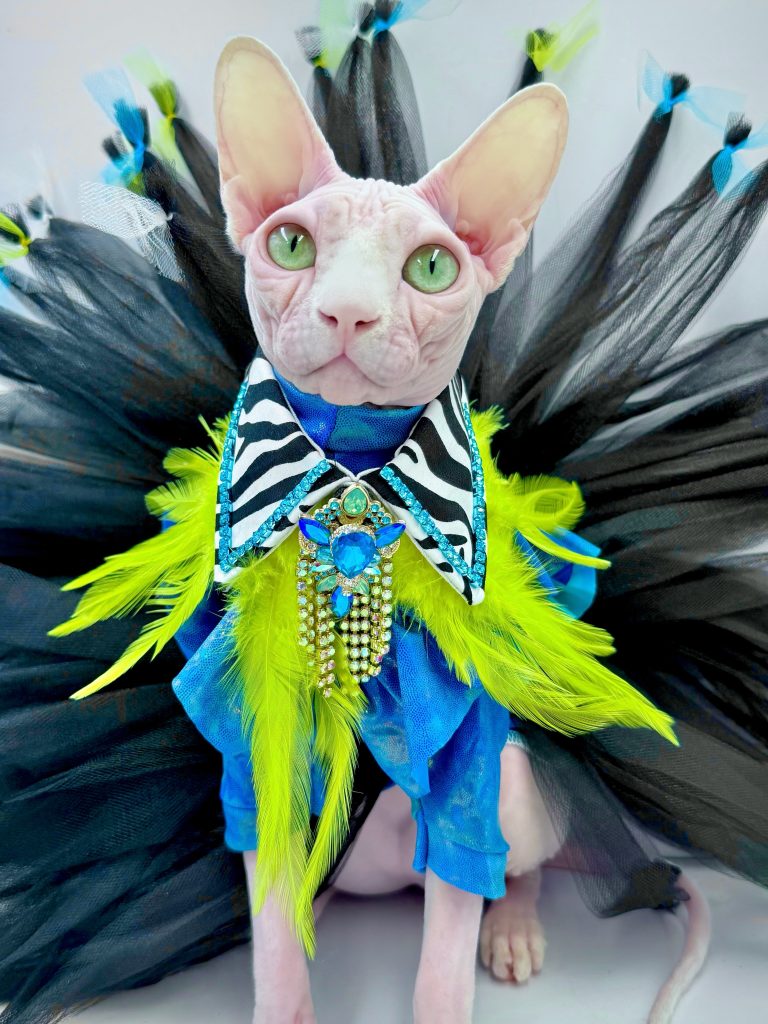 Bubbles, a Wrinklebottom Sphynx