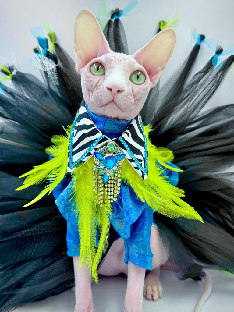 Bubbles, a Wrinklebottom Sphynx
