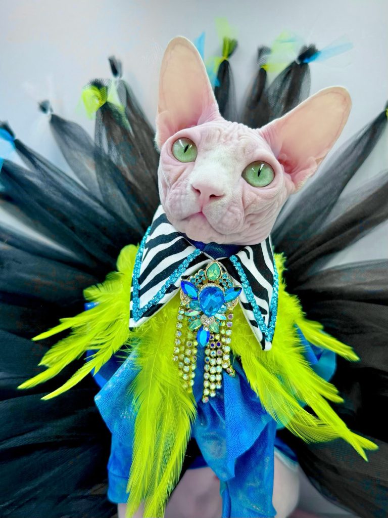 Bubbles, a Wrinklebottom Sphynx