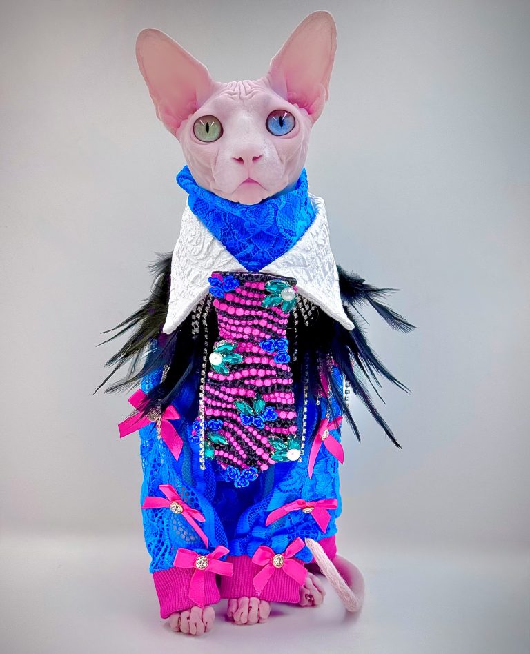 Daisy, a Wrinklebottom Sphynx