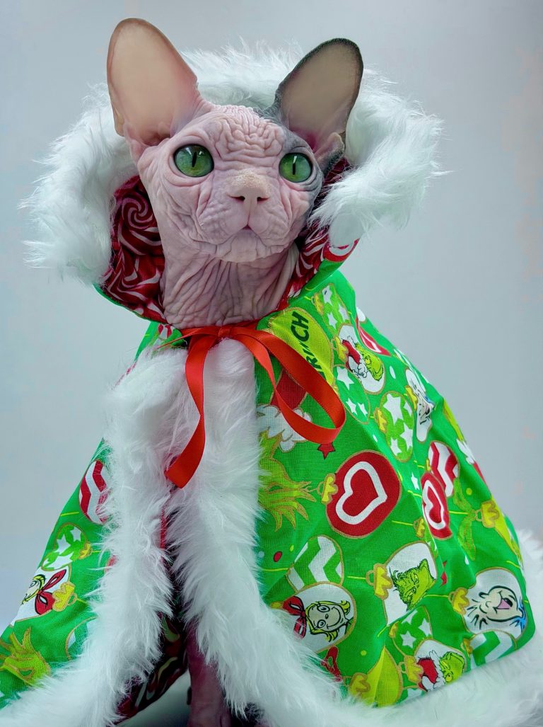 Duke, a Wrinklebottom Sphynx
