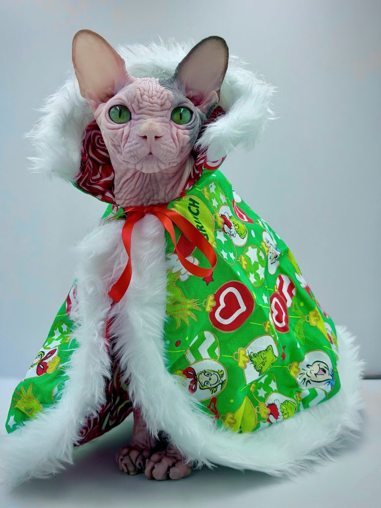 Duke, a Wrinklebottom Sphynx