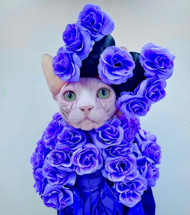 Bubbles, a Wrinklebottom Sphynx