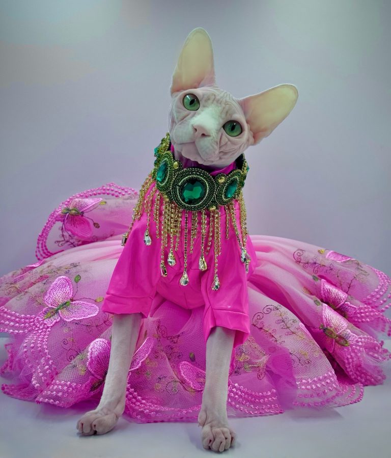 Bubbles, a Wrinklebottom Sphynx