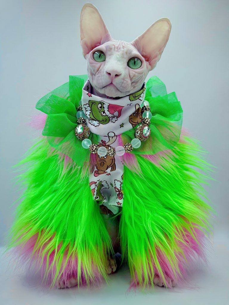 Bubbles, a Wrinklebottom Sphynx