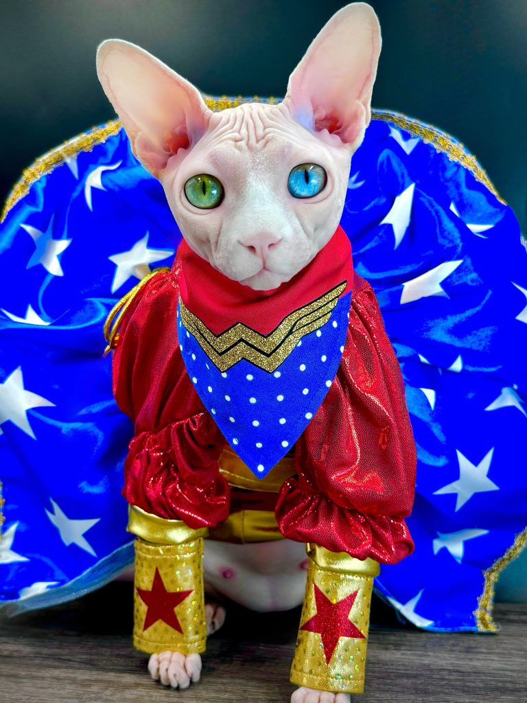 Daisy, a Wrinklebottom Sphynx