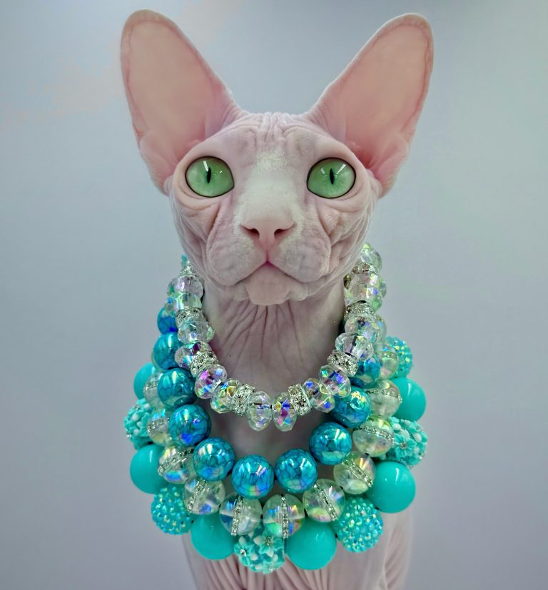 Bubbles, a Wrinklebottom Sphynx