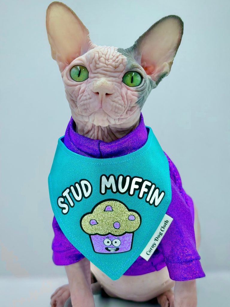 Duke, a Wrinklebottom Sphynx
