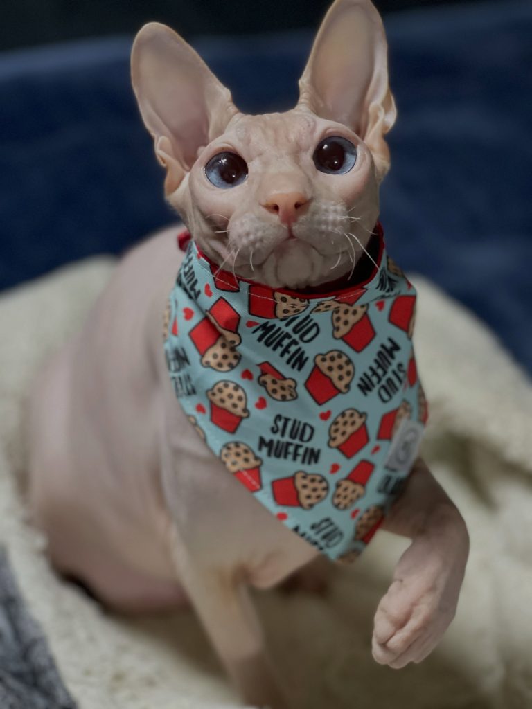 Duke, a Wrinklebottom Sphynx