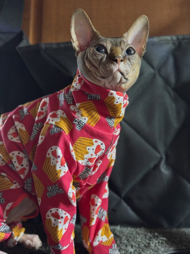 Dynamite, a Wrinklebottom Sphynx