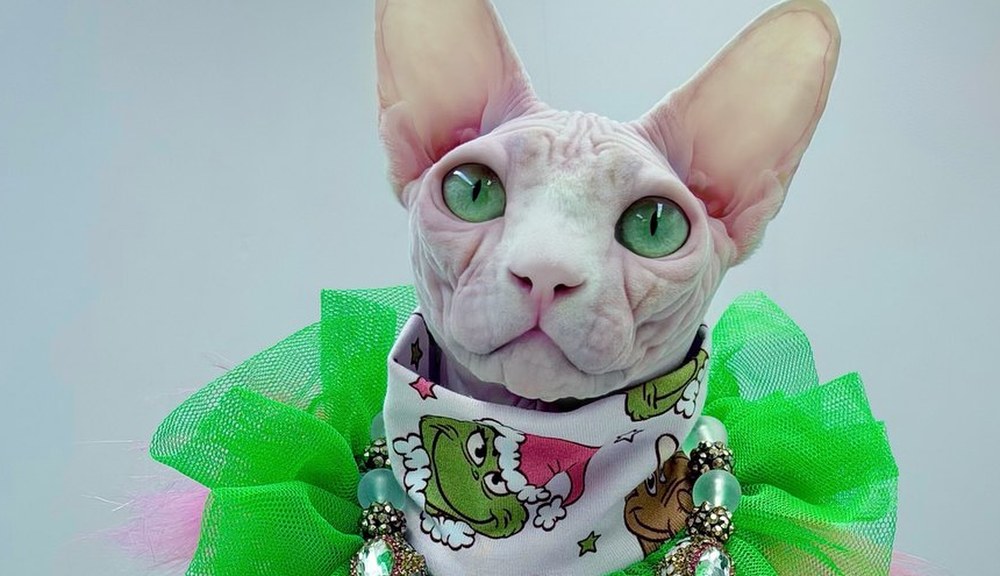 Bubbles, a Sphynx cat, in couture — House Muse of the Wrinklebottoms