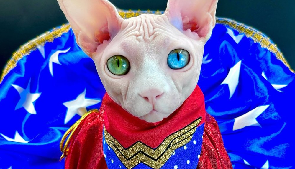 Daisy, a Sphynx cat, in couture — Leading Lady of the Wrinklebottoms