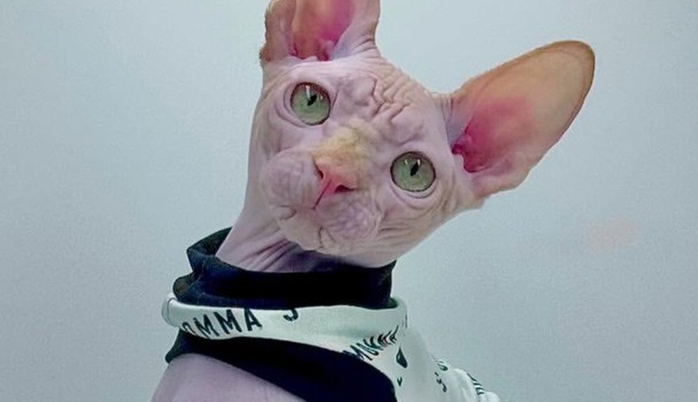 Delux, a Sphynx cat in couture — queen at the Wrinklebottoms cattery
