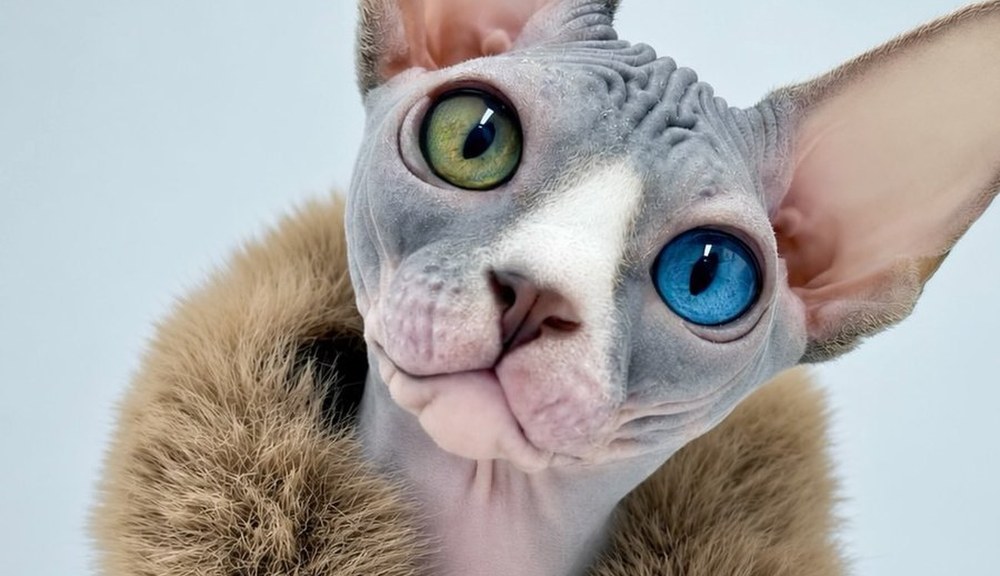 Devil, a Sphynx cat in couture — queen at the Wrinklebottoms cattery