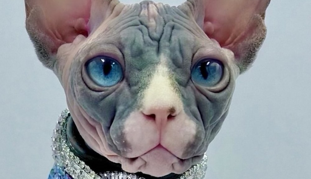 Diamond, a Sphynx cat, in couture — Chief Mischief Officer of the Wrinklebottoms