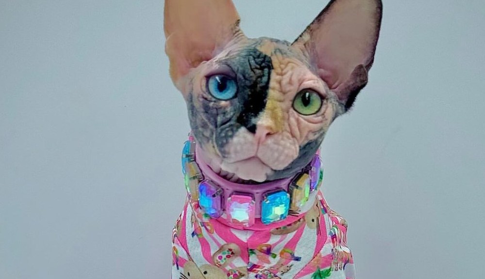 Diva, a Sphynx cat, in couture — Patched Tortie Queen of the Wrinklebottoms