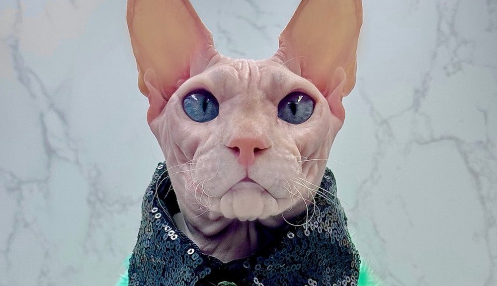 Donald, a Sphynx cat, in couture — Tie Specialist of the Wrinklebottoms