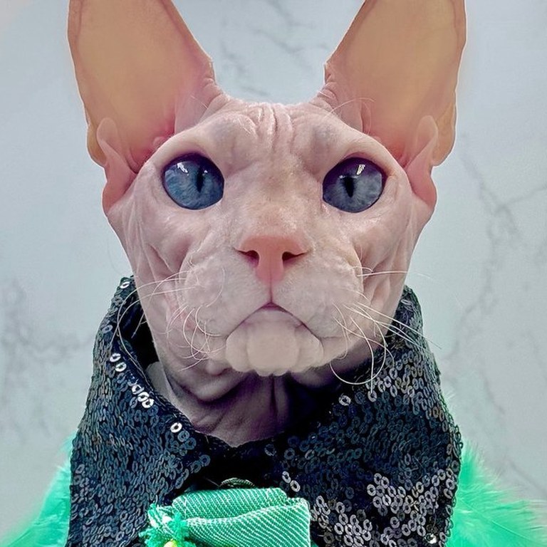 Donald, a Deaf Mascot