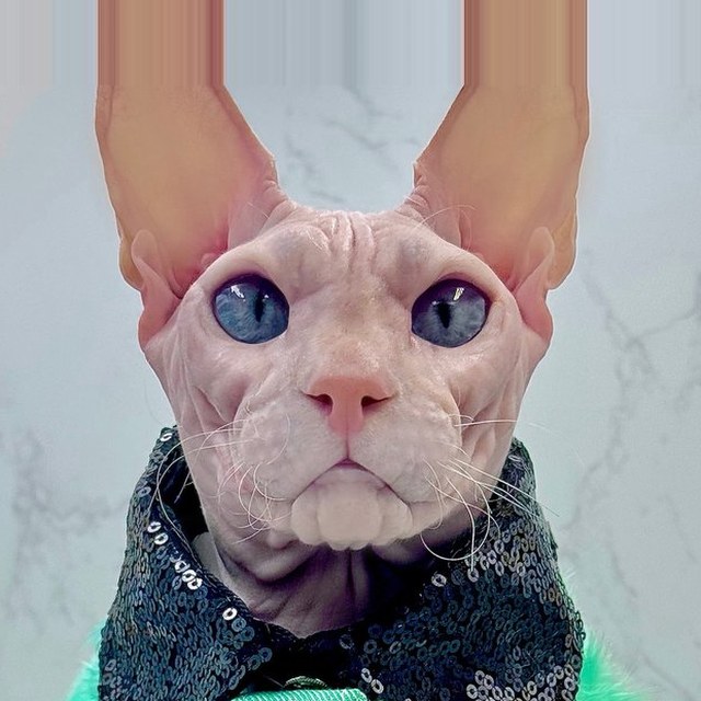 Donald, a Deaf Mascot