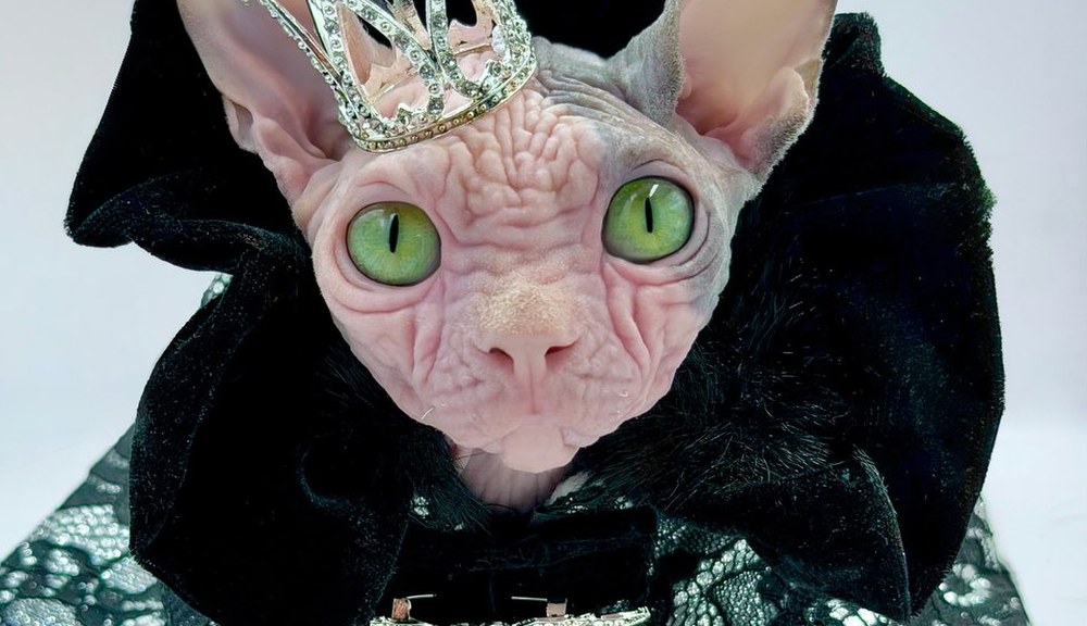 Duke, a Sphynx cat, in couture — Resident Gentleman of the Wrinklebottoms