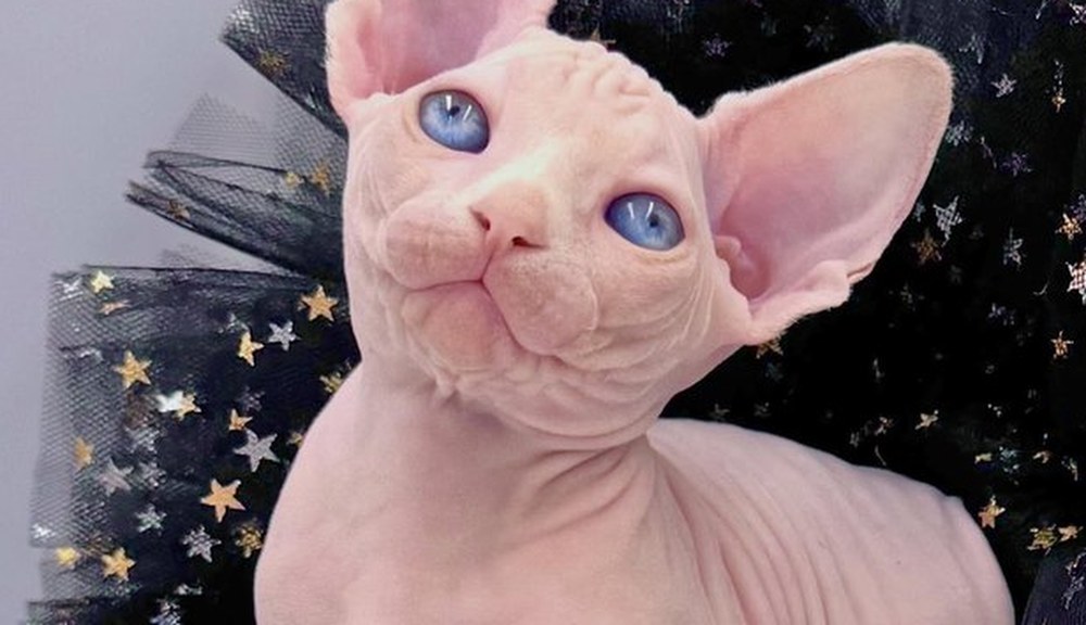 Dumpling, a Sphynx cat in couture — kitten at the Wrinklebottoms cattery