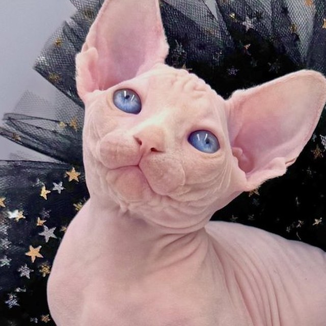 Dumpling, a Kitten