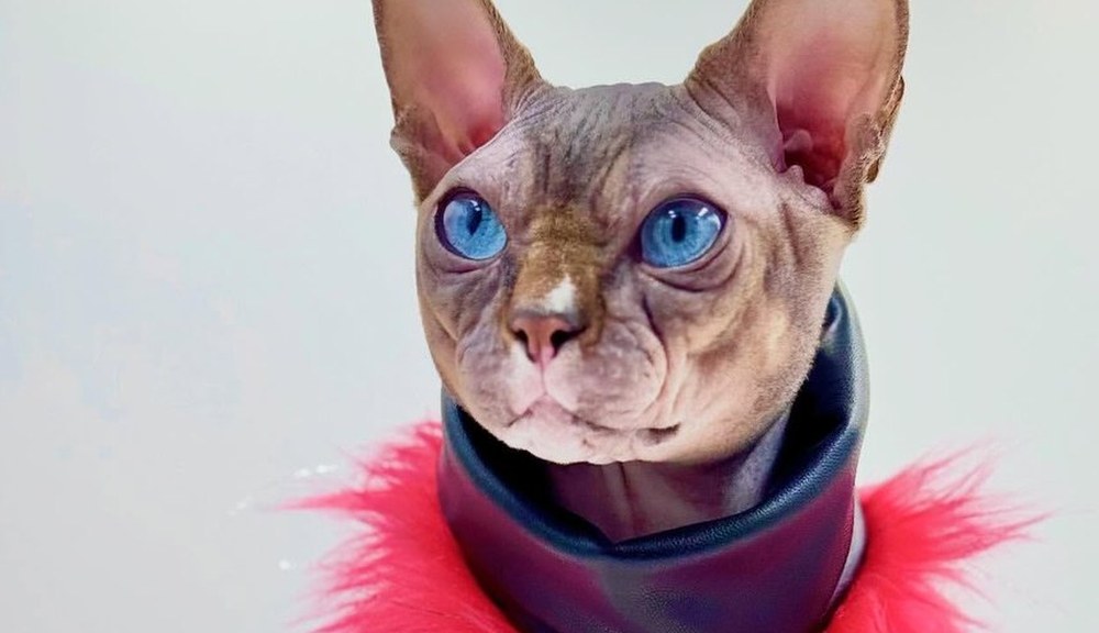 Dynamite, a Sphynx cat, in couture — Small Royal of the Wrinklebottoms